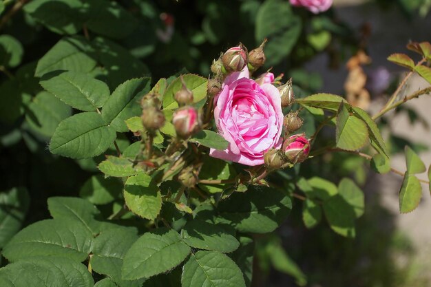 Pink flower and buds of pink tea rose