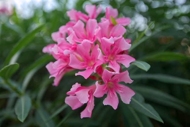 Pink flower bunch with green leaf blur background