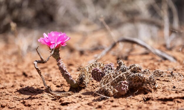 Pink flower on a cactus in the desert of arizona