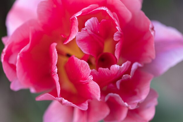 Pink flower close up for greeting card wallpaper