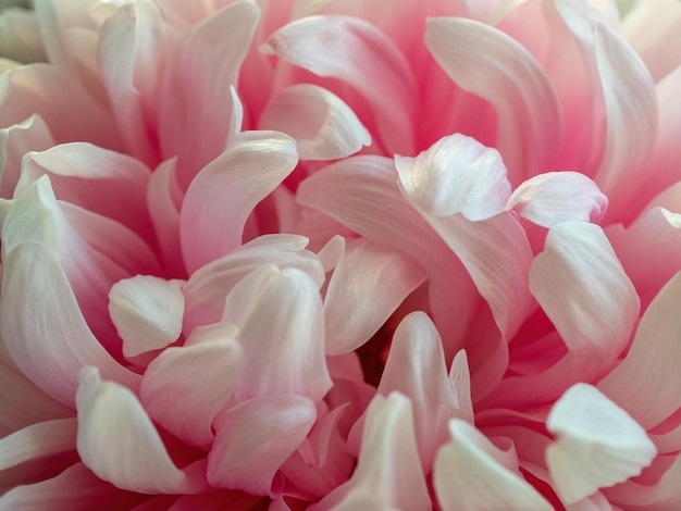 Pink flower close-up for natural background