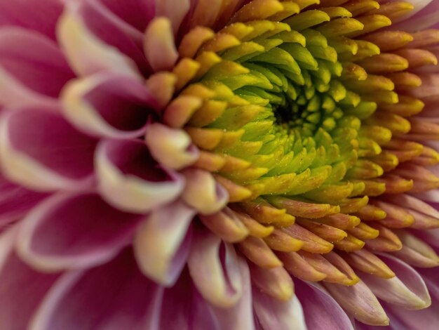 Pink flower close-up for natural background