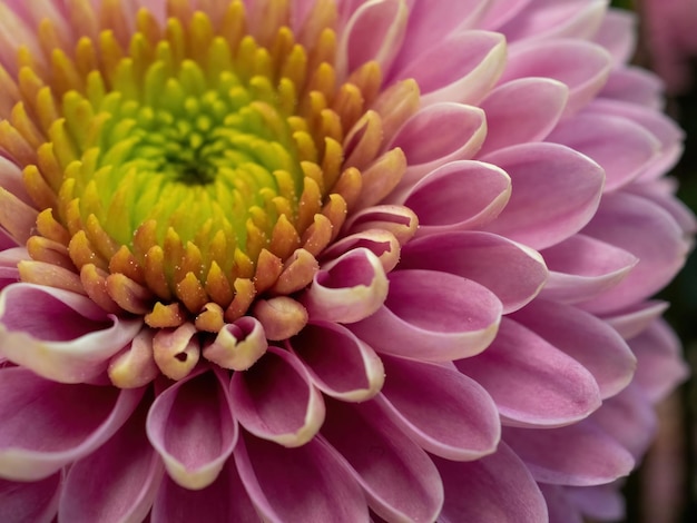 Pink flower close-up for natural background