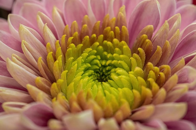 Pink flower close-up for natural background