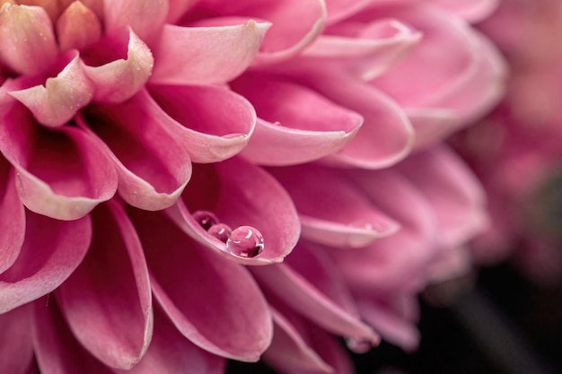 Pink flower close-up for natural background