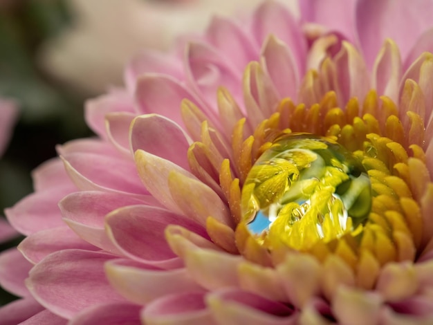 Pink flower close-up for natural background