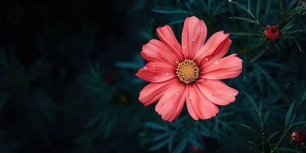 Photo pink flower in the dark forest minimalistic photo with copy space award winning