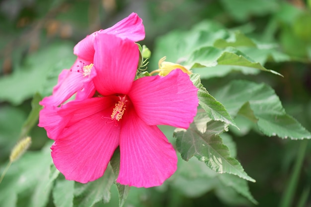 Pink flower in garden closeup