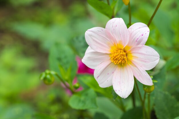 Pink flower in the garden.