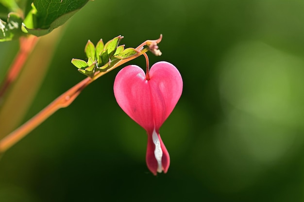 pink flower in the garden