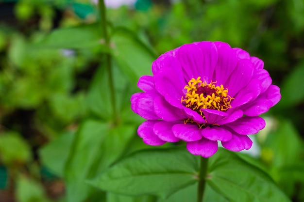 Pink Flower In The Garden