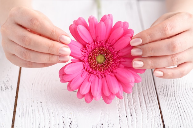 Pink flower gerbera in female hands, close up view female care concept