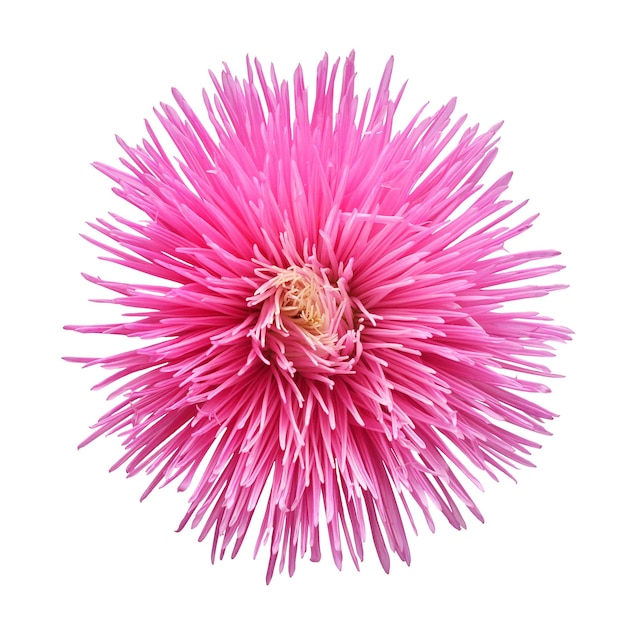 Pink flower head aster isolated on white background Macro daisy Floral pattern object Flat lay top view