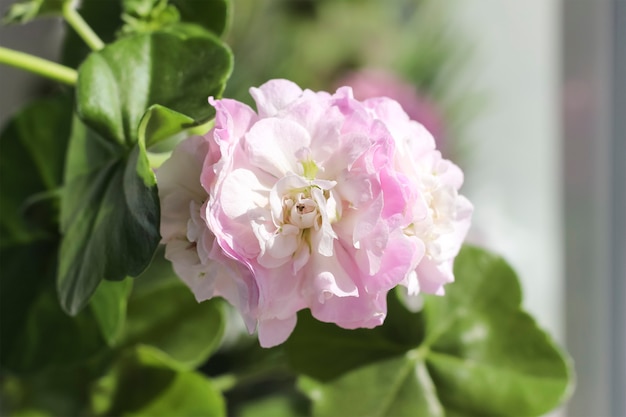 Pink flower, home flowers of pelargonium "viva Carolina".