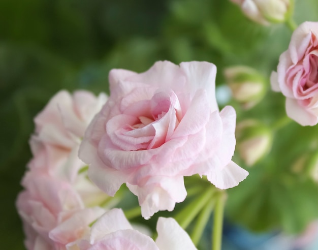 Pink flower, home flowers of pelargonium.