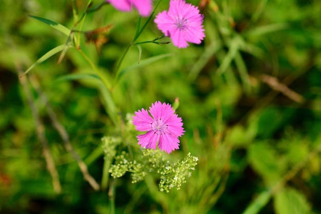 A pink flower is in the grass with a green background close up