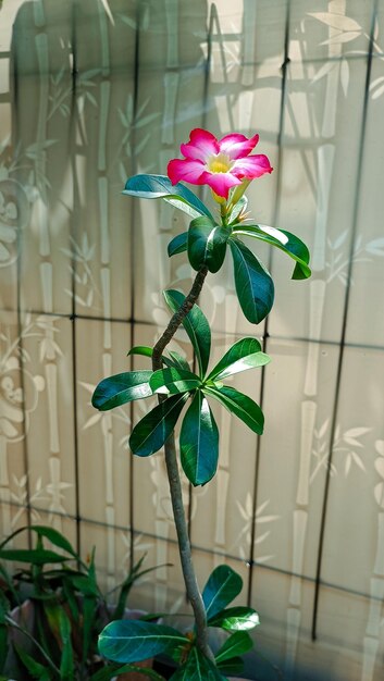 A pink flower is in a pot with a green plant in it.