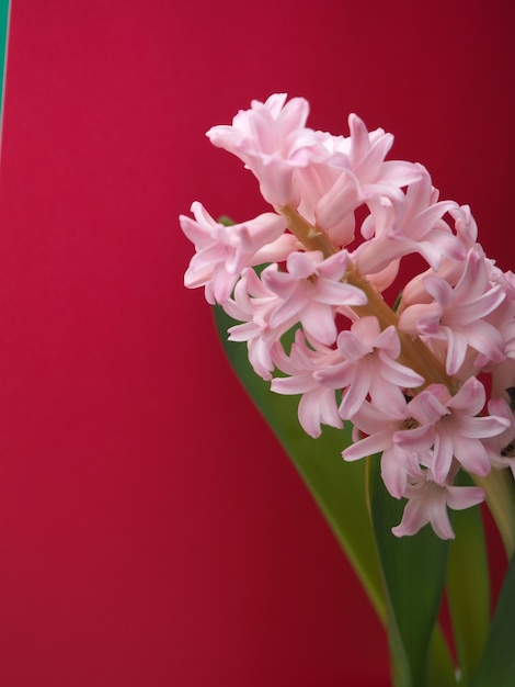 A pink flower is on a red background with the word hyacinth on it.