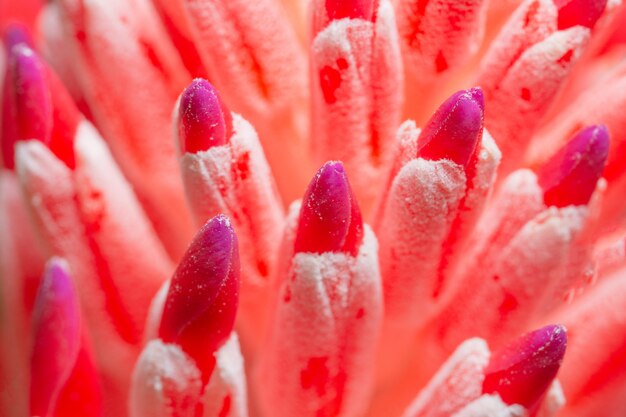 Pink flower macro background