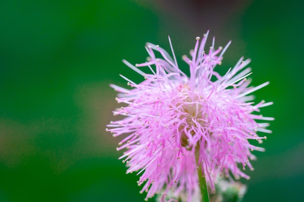 Pink flower macro photo