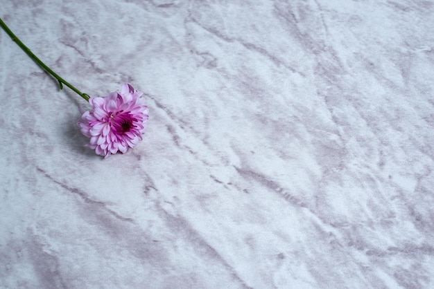 Pink flower on marble table Background