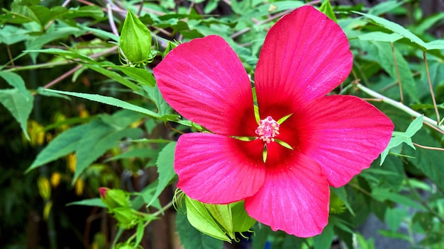 Pink flower in the park of the city of Sochi. Russia