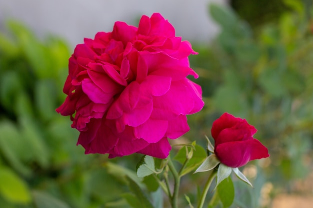 Pink flower peonies flowering on surface pink flowers