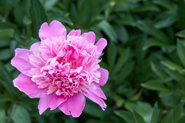 Pink flower peony against the background of green grass.