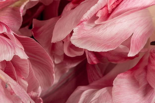 Pink flower petals macro wallpaper screensaver