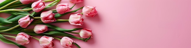 Pink flower on pink background