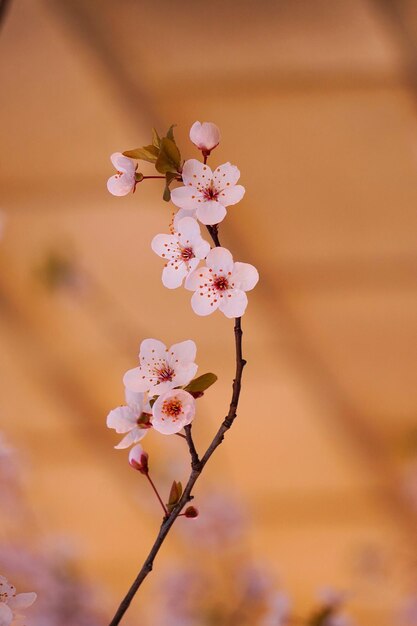 Pink flower plant in the garden in springtime