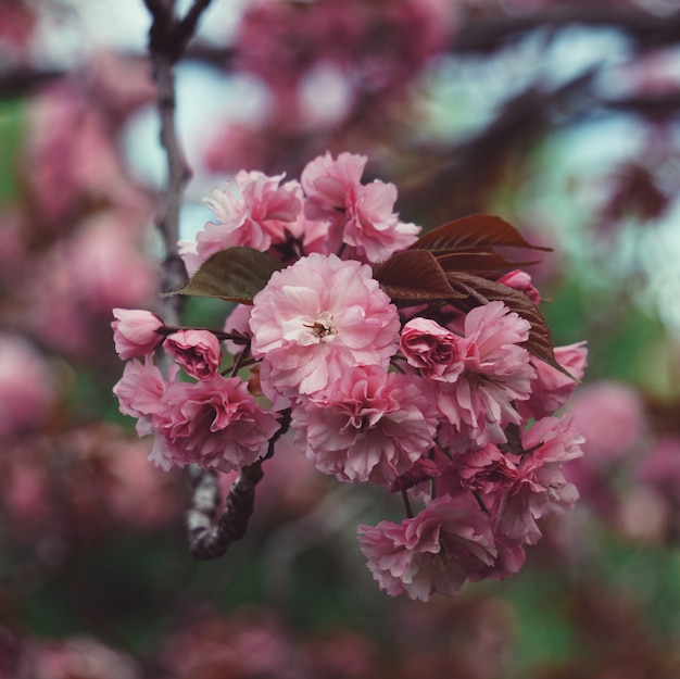 Pink flower plant in the garden in springtime