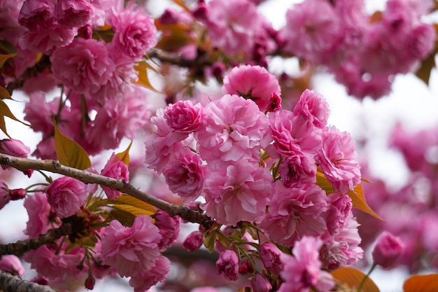 Pink flower plant in the garden in springtime