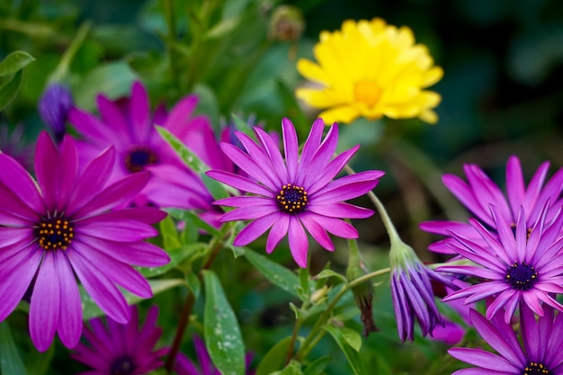  pink flower plant in the nature , pink flowers in the garden 