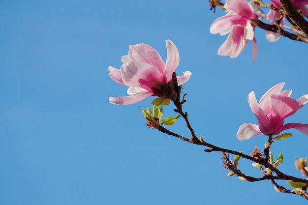 pink flower plant petals            