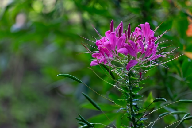 Pink flower and plant