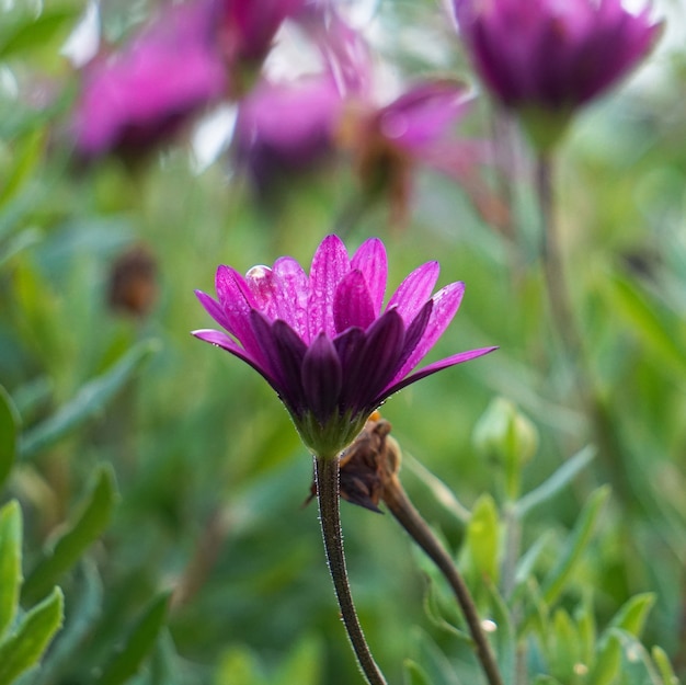 pink flower plant