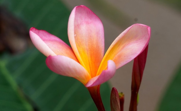 A pink flower in a pot with the word frangipani on it.