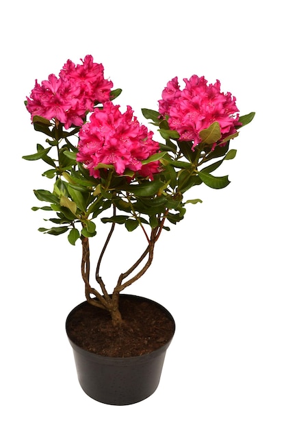 Pink flower of rhododendron bush in a pot isolated on white background. Flat lay, top view. Object, studio, floral pattern