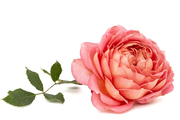 Pink flower of rose isolated on white background