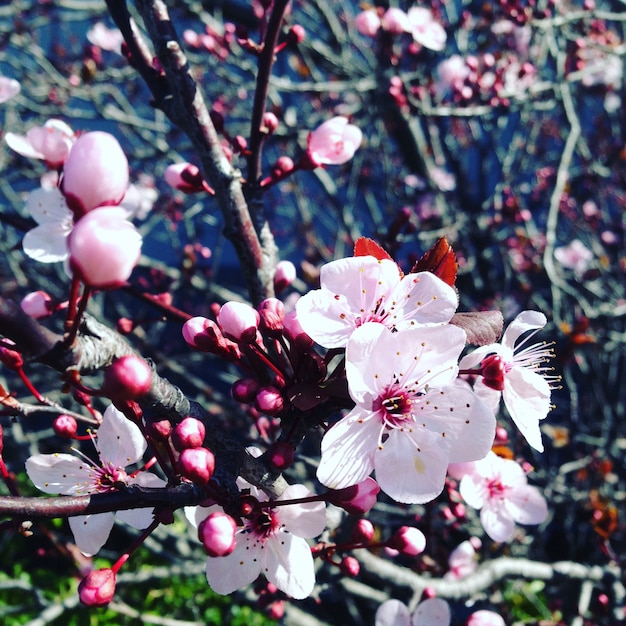 pink flower sakura cherry blossom 