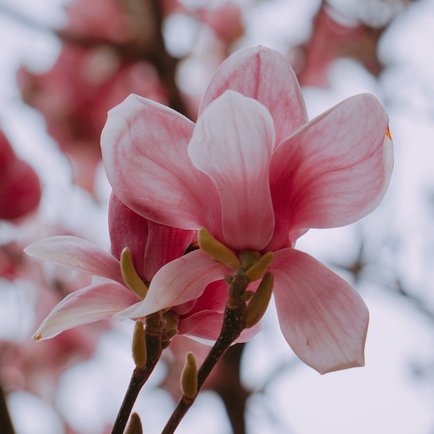 Pink flower in spring