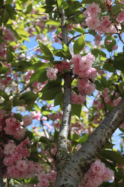 pink flower tree in the garden.