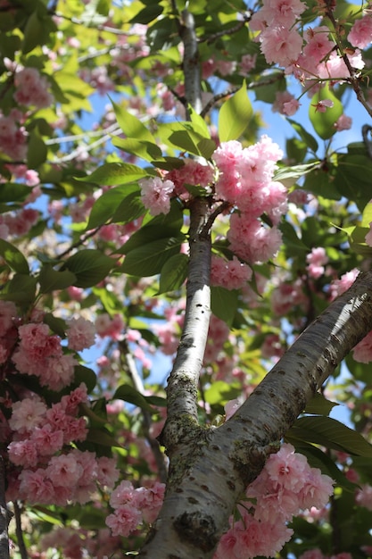 pink flower tree in the garden.