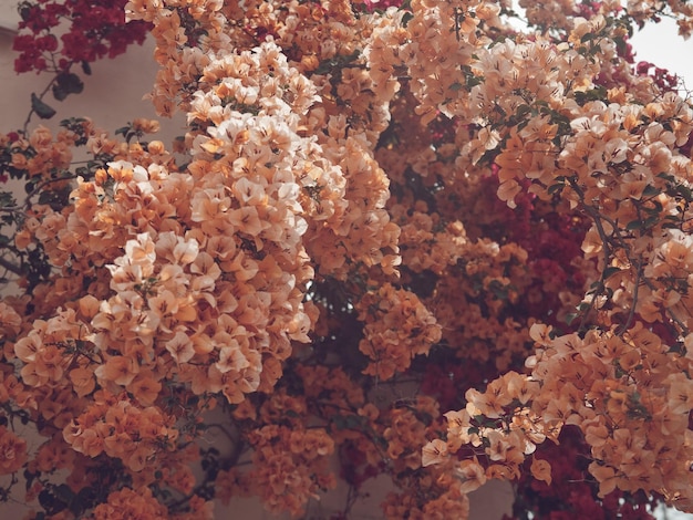 Pink flower on the tree island in Greece