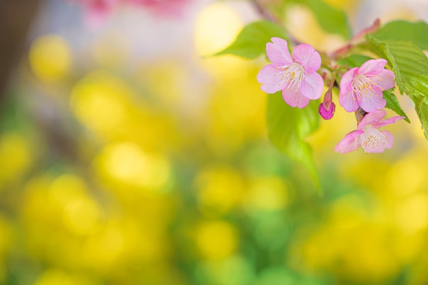 A pink flower on a tree