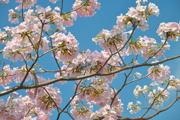 pink flower trees with sky background. 