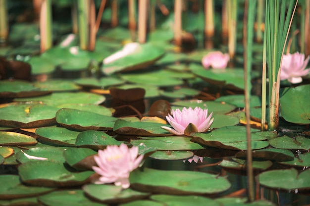 Pink flower water lily between leaves in a Japanese pond