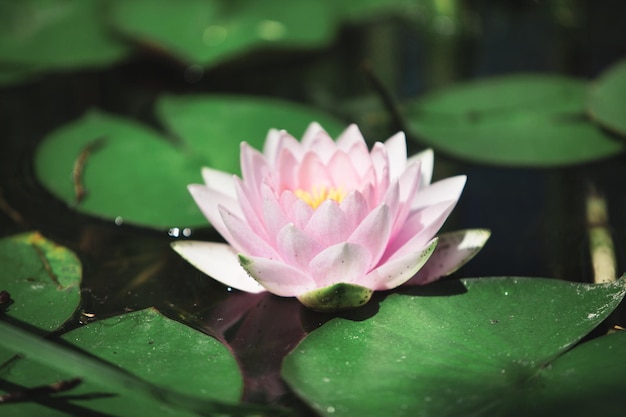 Pink flower water lily between leaves in a Japanese pond