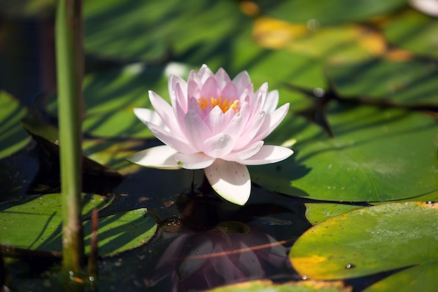 Pink flower water lily between leaves in a Japanese pond